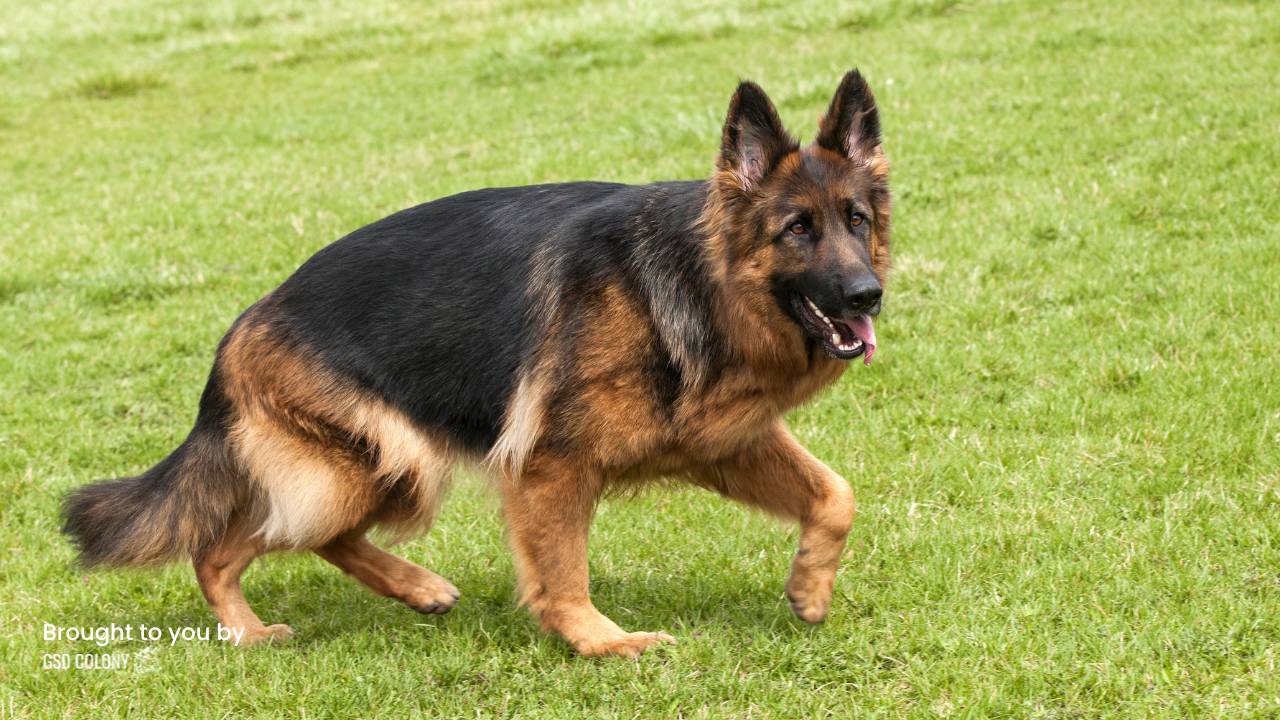 German Shepherd dog drag his feet - GSD Colony
