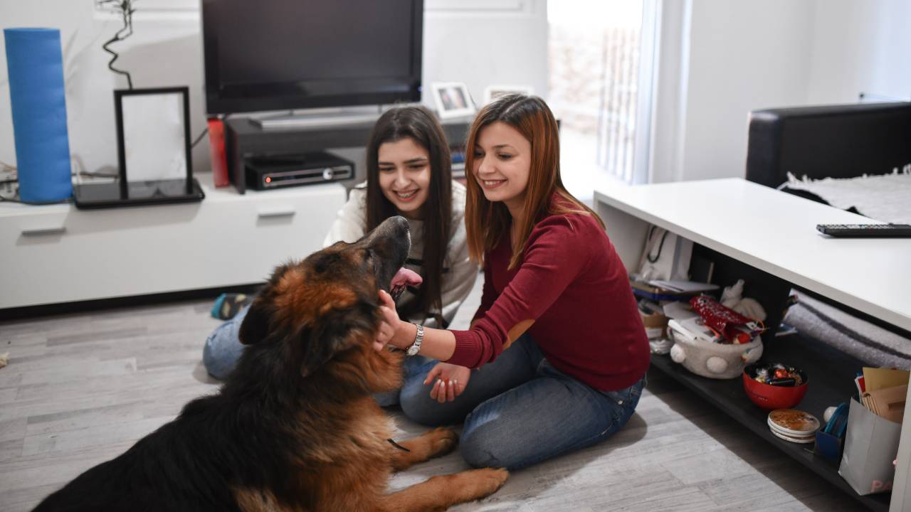 German Shepherd family attention