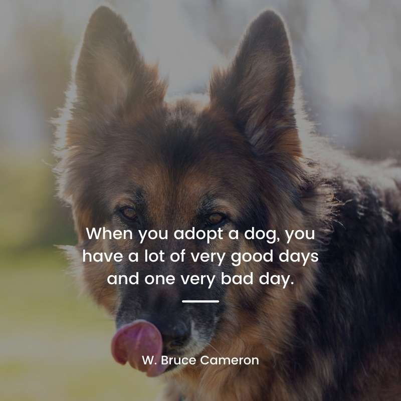 280+ Best German Shepherd Dog Quotes | With Photo – GSD Colony
