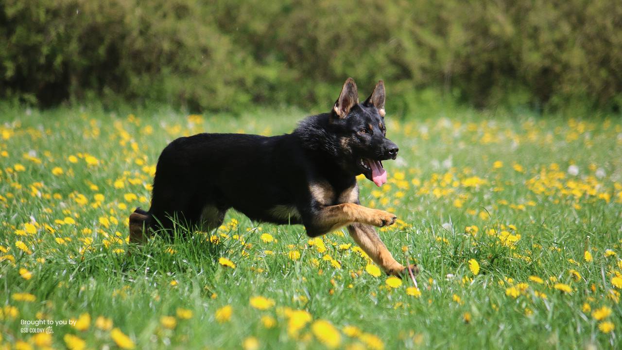 German Shepherd dog running active exercise time