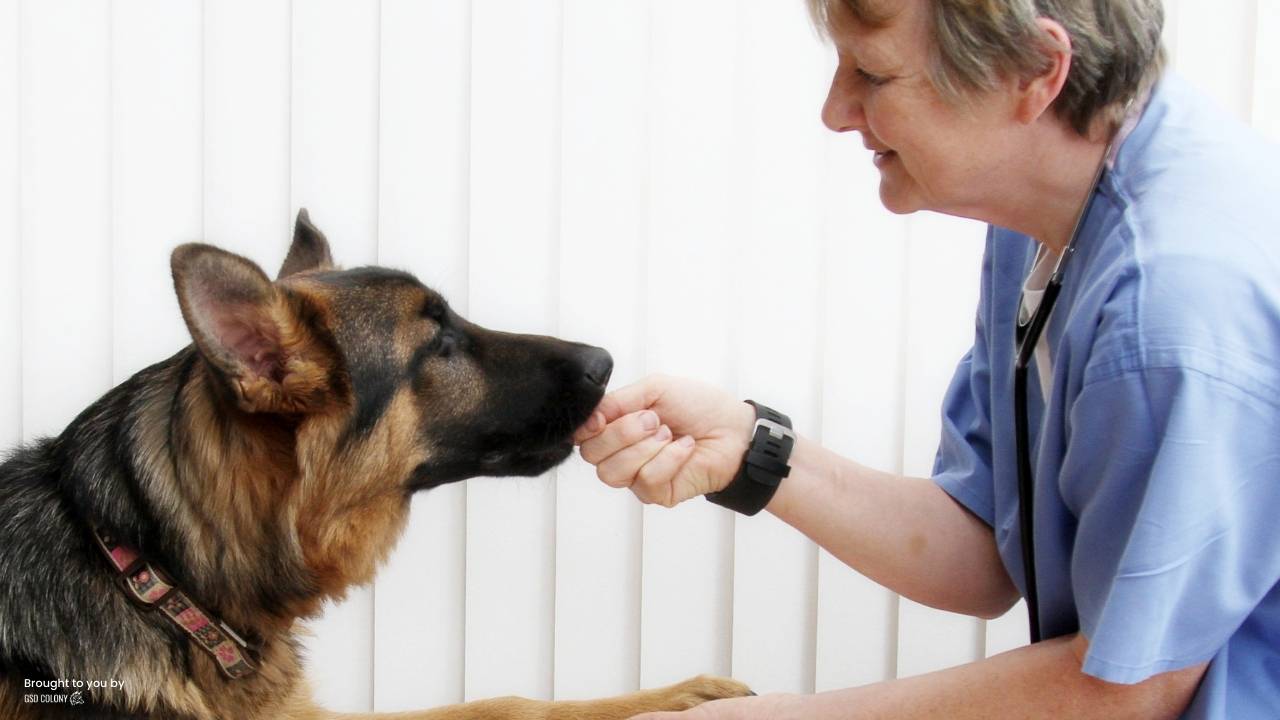 https://cdn.shopify.com/s/files/1/0270/8514/4164/files/german-shepherd-vet-ear-rubbing.jpg?v=1693308880