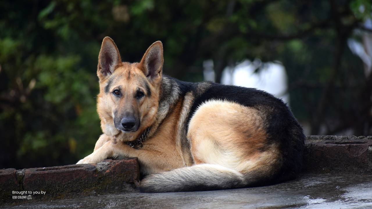 German Shepherd elbow callus for lying on the hard surface