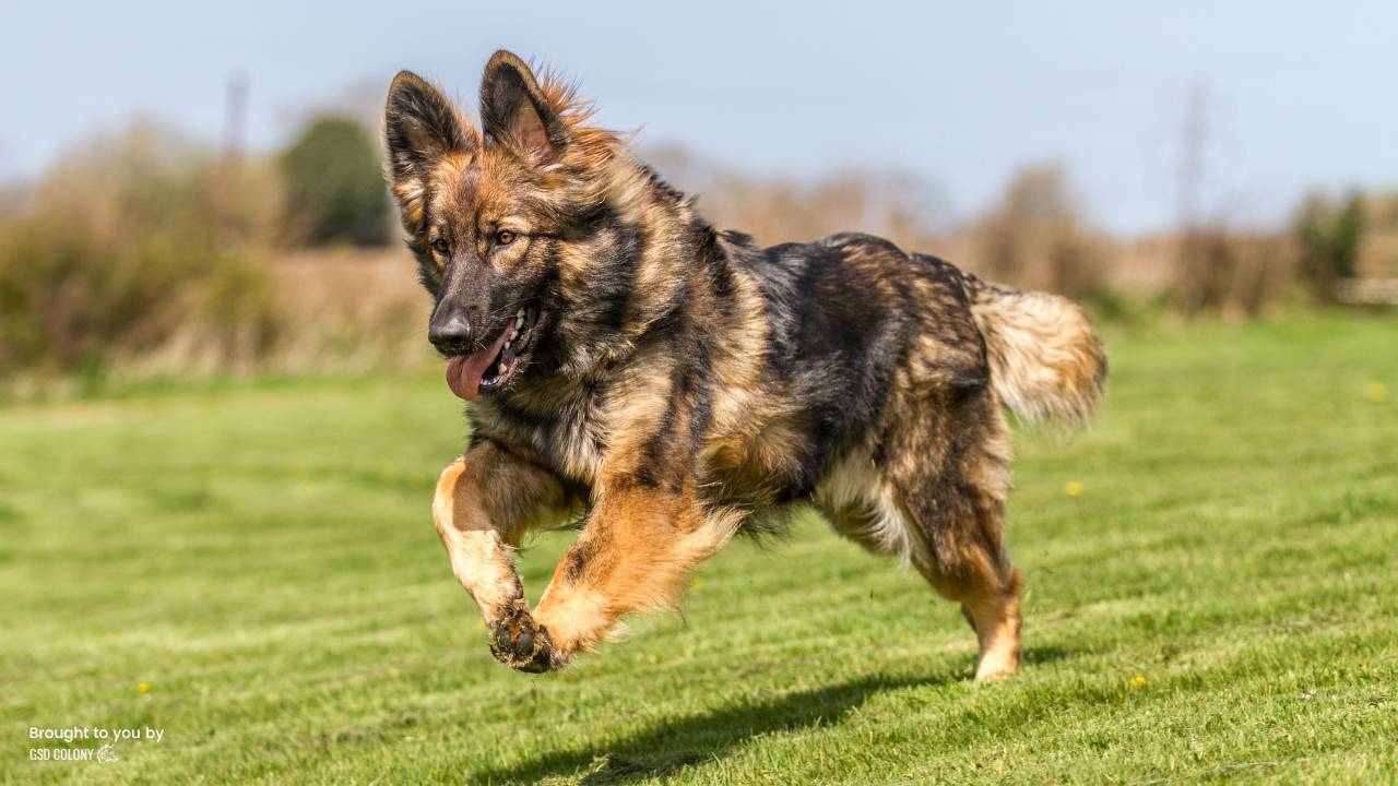 Top 5 Toys for Bored German Shepherds – GSD Colony