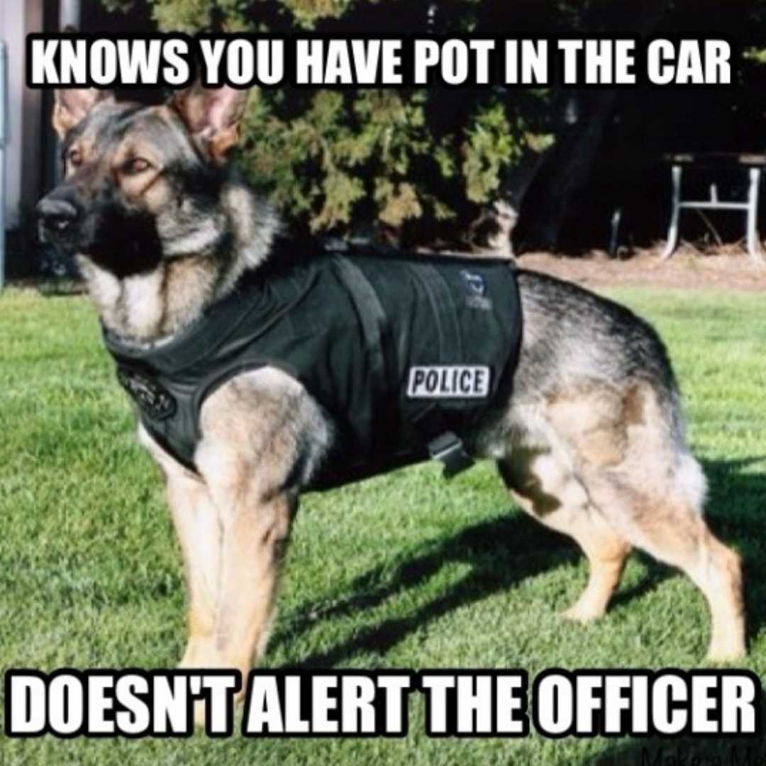 German Shepherd police dog meme