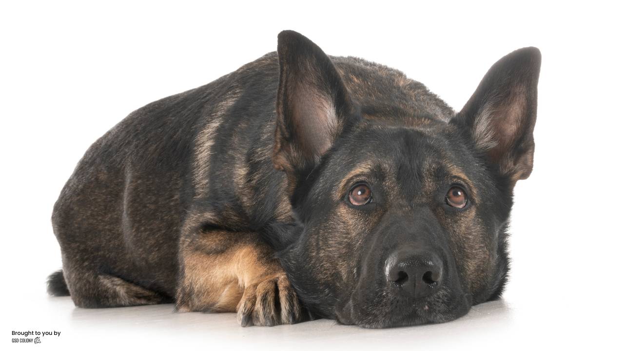 German Shepherd mental problem