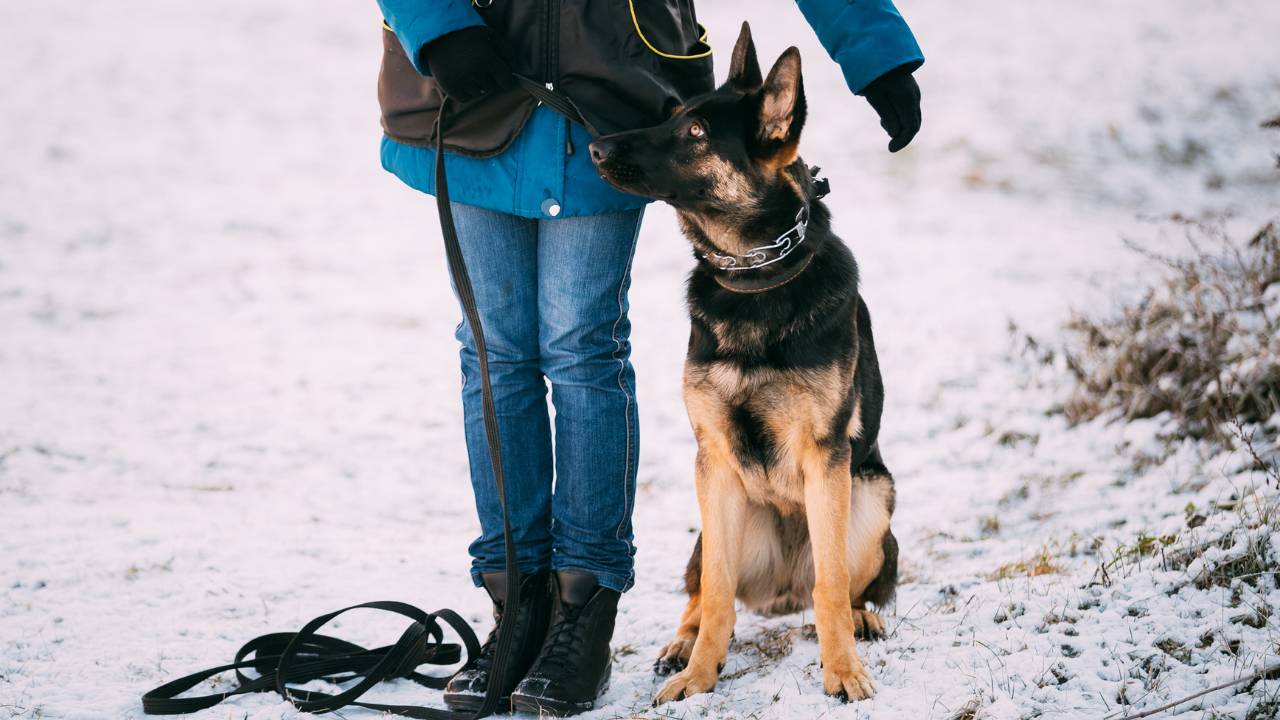 German Shepherd obedience training