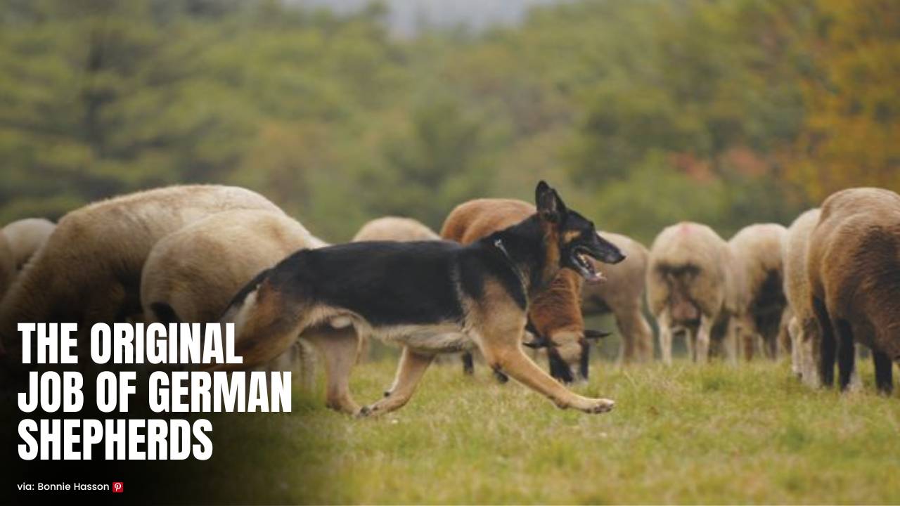 German Shepherd original job-herding