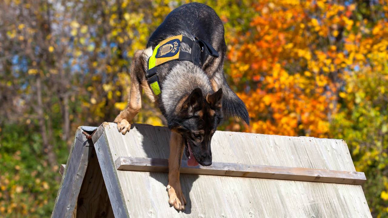 German Shepherd police training