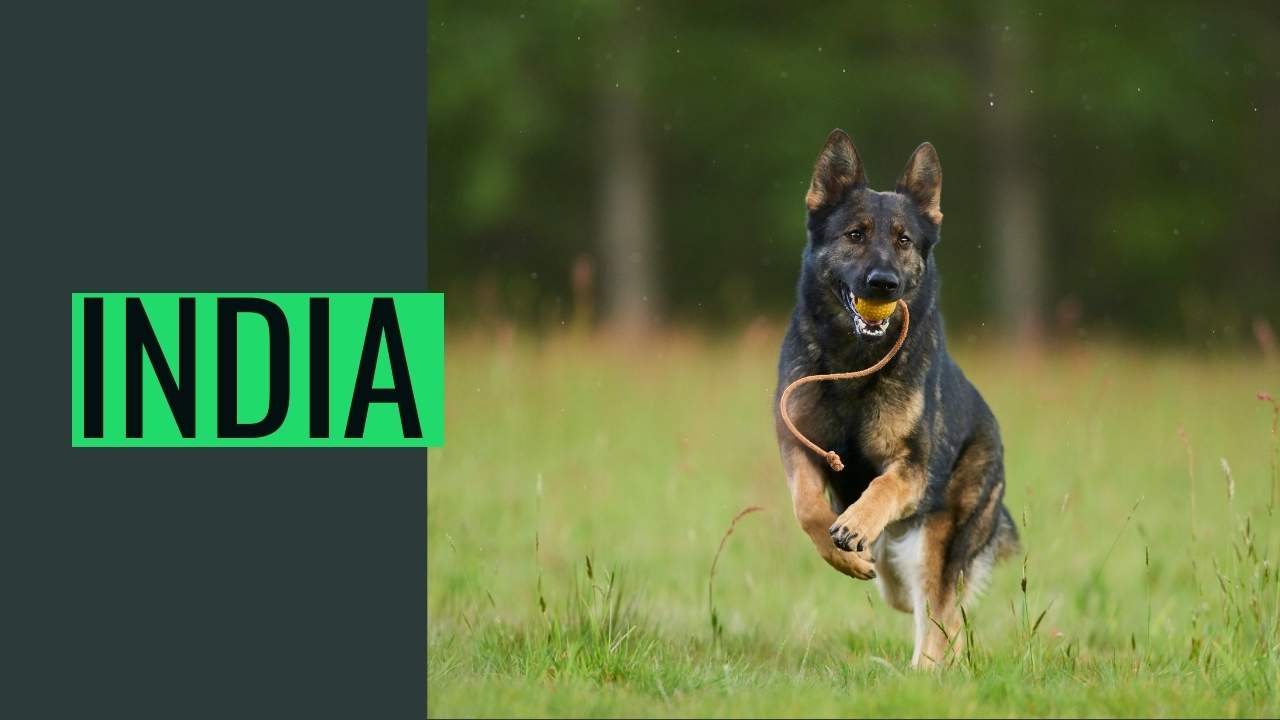 German Shepherd dog price in the India