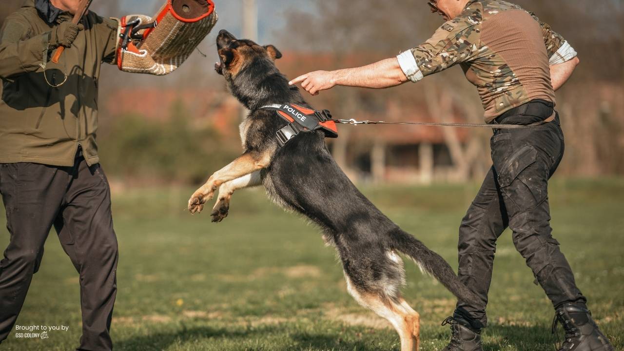 German Shepherd protection training guarding, bite training