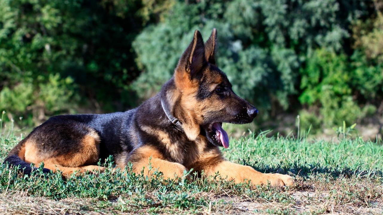 German Shepherd Puppy cure ears