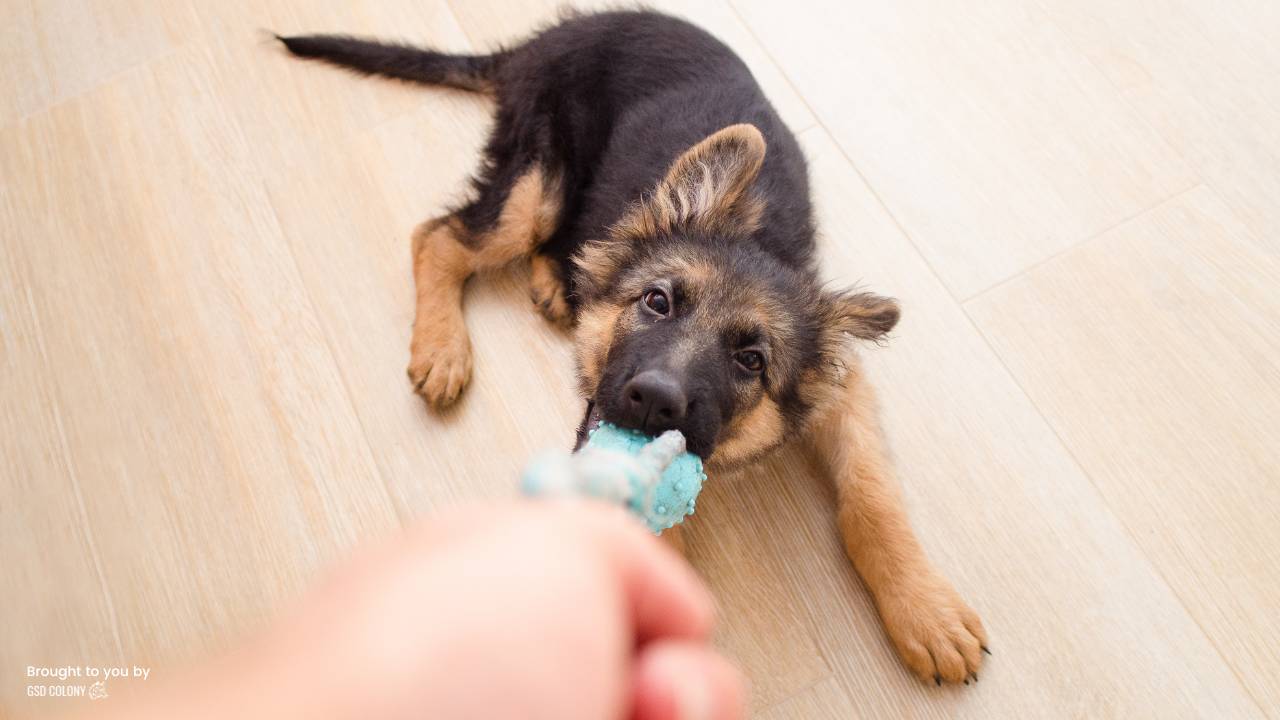 German Shepherd puppy playing with toy - GSD Colony