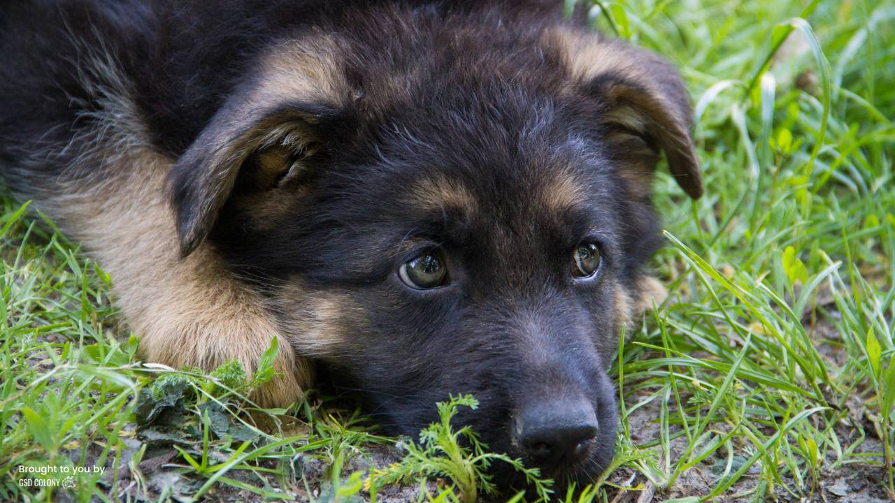 Tired German Shepherd puppy