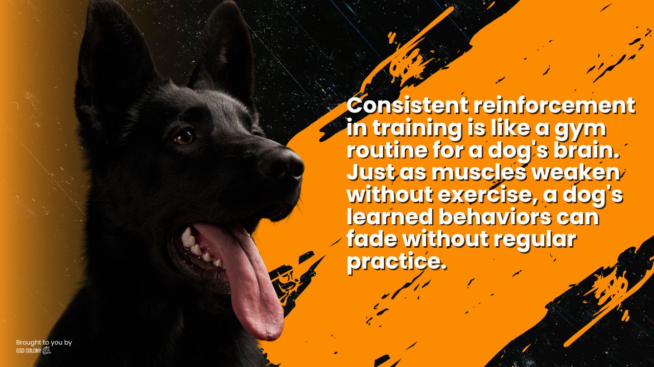 German Shepherd reinforcement training fact