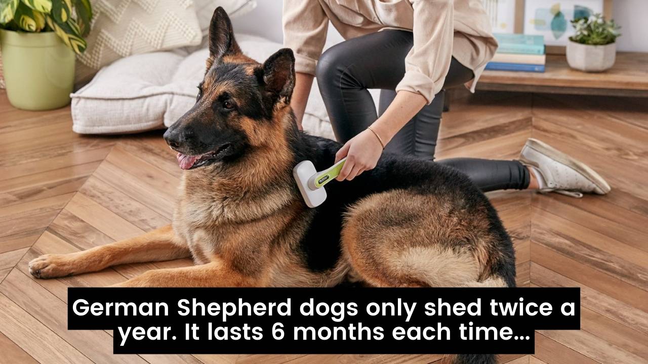 German Shepherd Shedding meme - GSD Colony