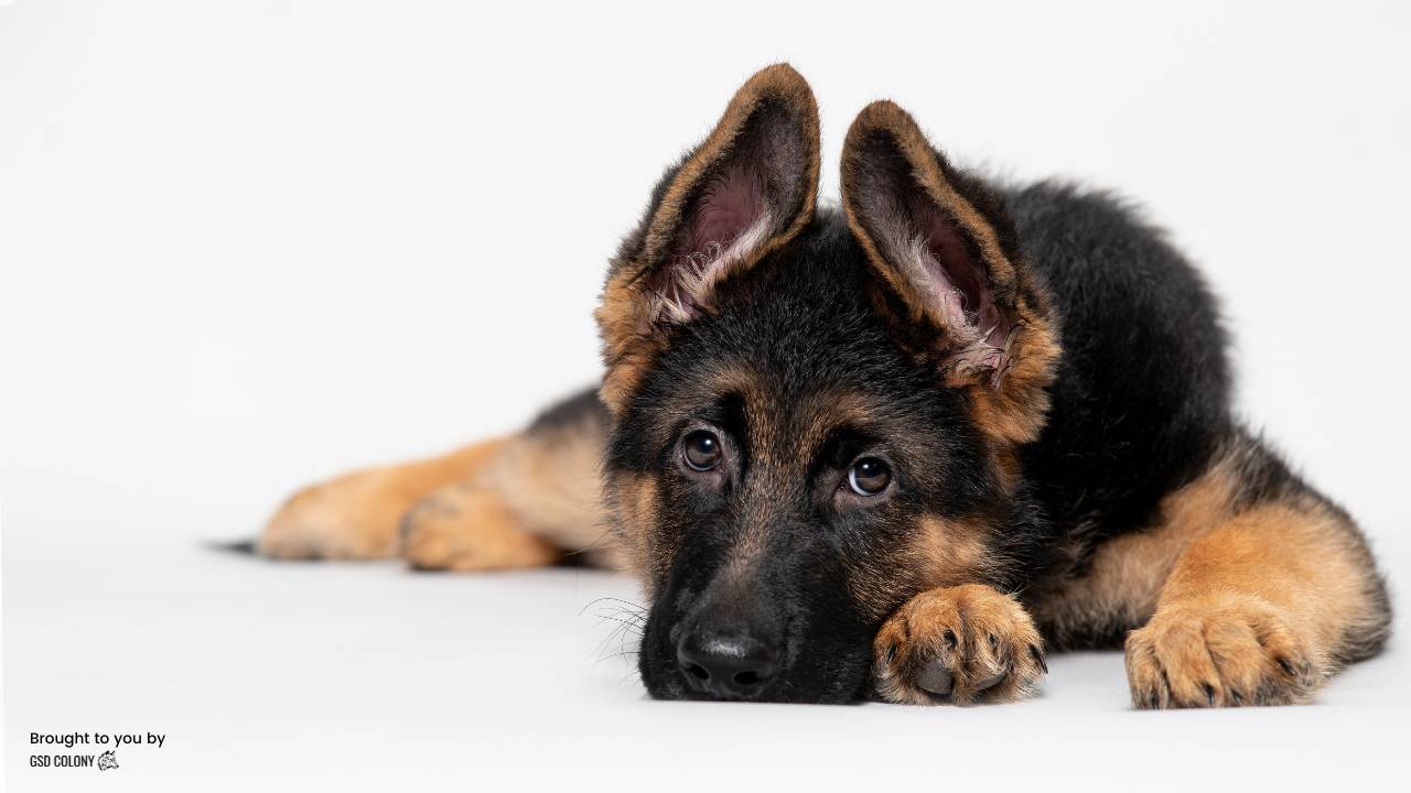 Top 5 Toys for Bored German Shepherds – GSD Colony