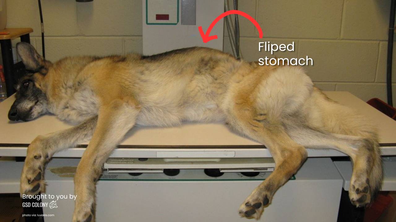 German Shepherd stomach flip pictures - GSD Colony