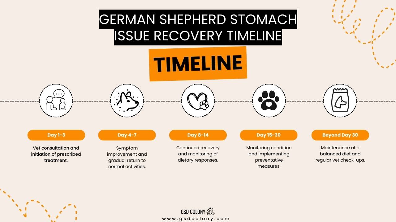 German Shepherd stomach issues recovery time