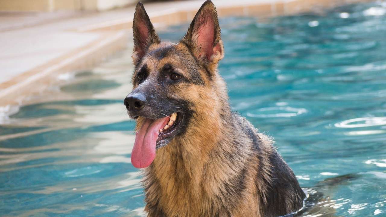 German Shepherd swimming in pool