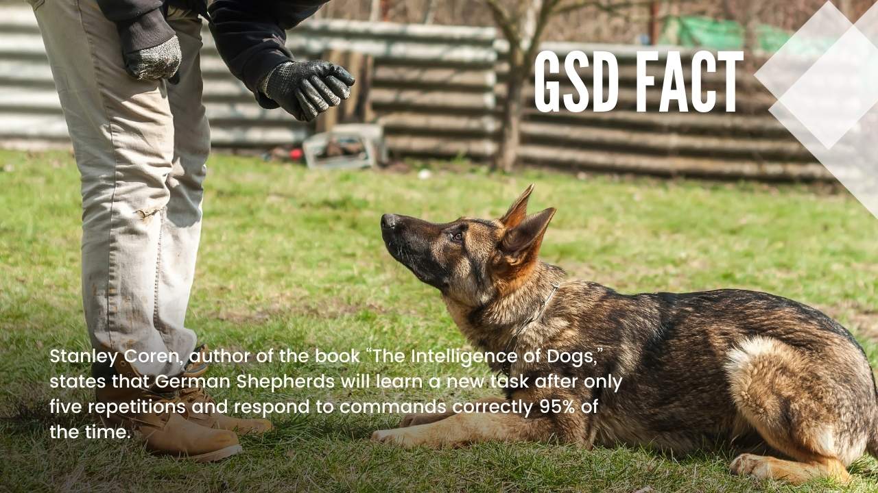 German Shepherd training commands repetition fact - GSD Colony
