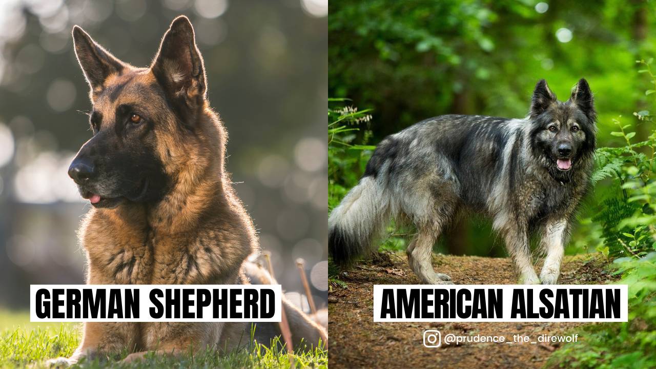 Similarity between German Shepherd and American Alsatian