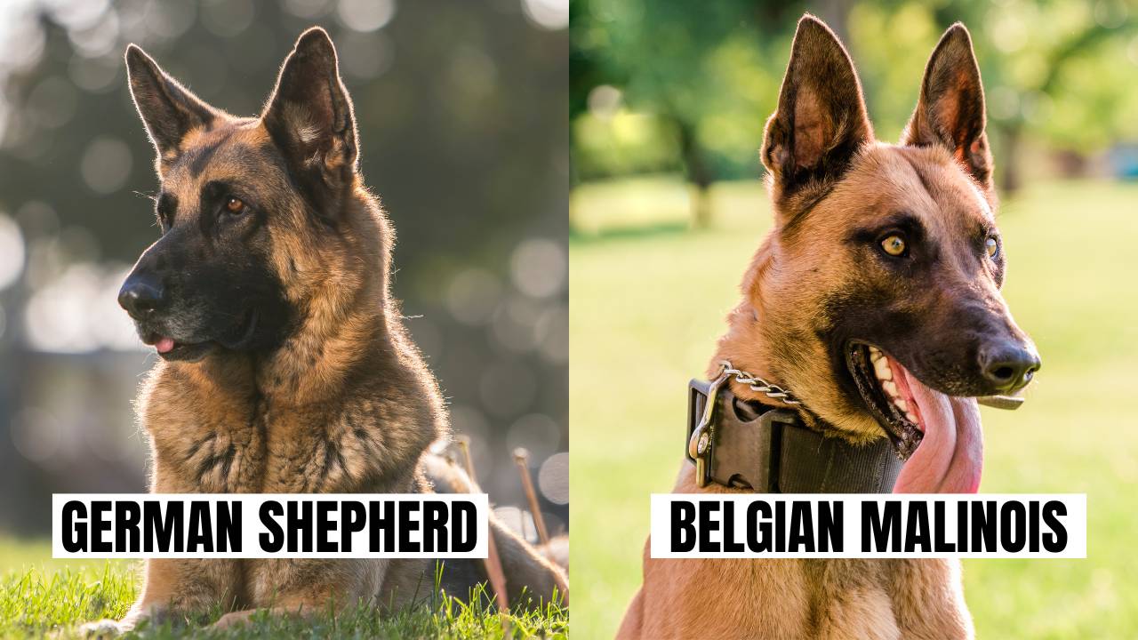 Similarity between German Shepherd and Belgian Malinois