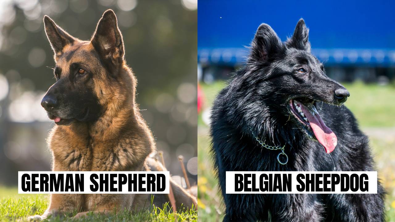Similarity between German Shepherd and Belgian Sheepdog