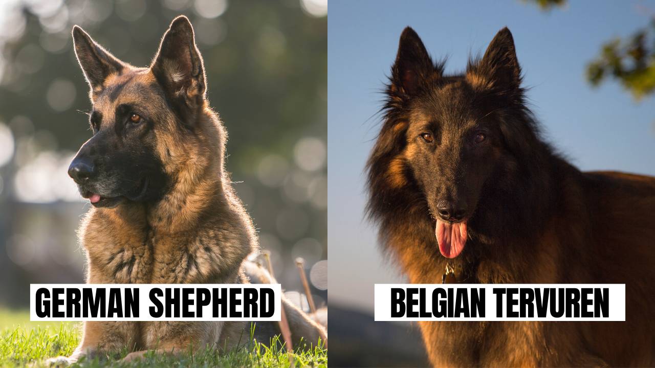Similarity between German Shepherd and Belgian Tervuren