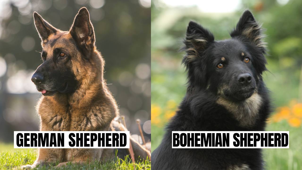 are bohemian shepherds smart dogs