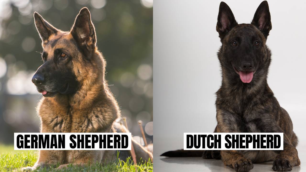 Similarity between German Shepherd and Dutch Shepherd