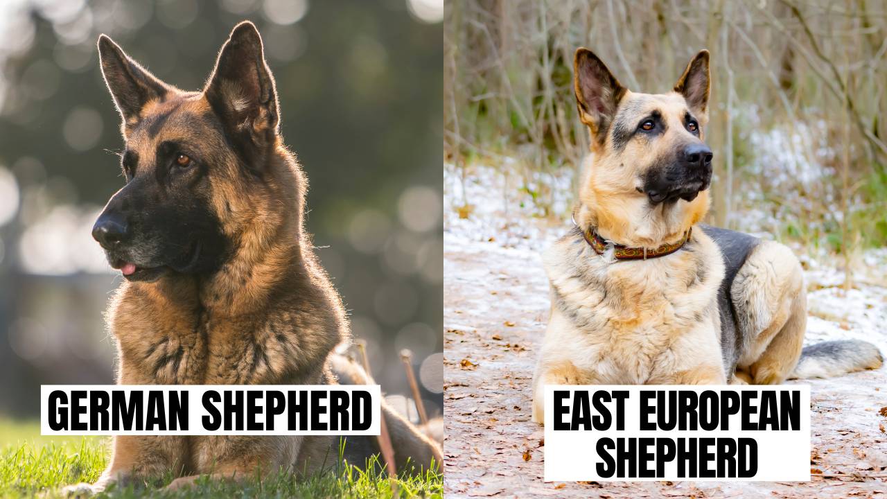 Similarity between German Shepherd and East European Shepherd