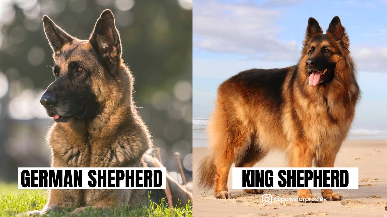 Similarity between German Shepherd and King Shepherd