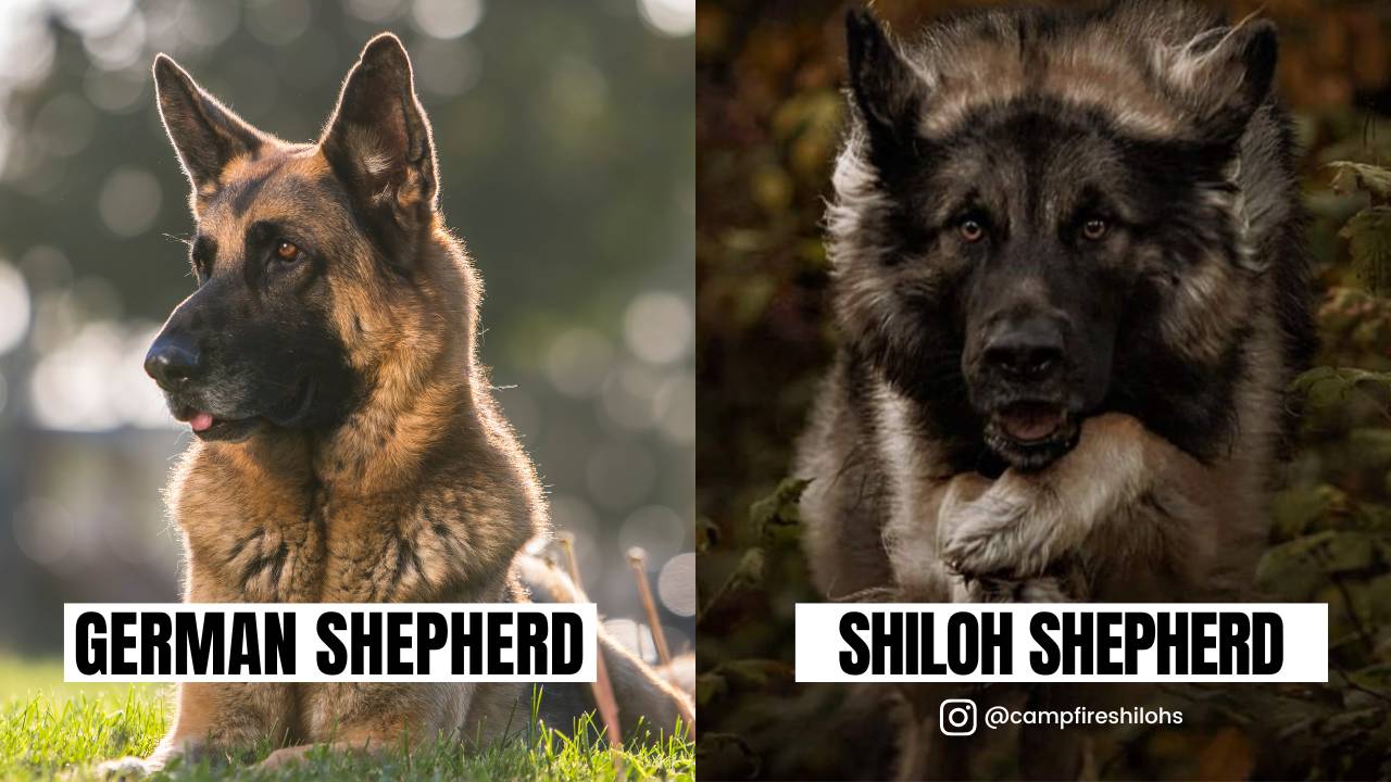 Similarity between German Shepherd and Shiloh Shepherd