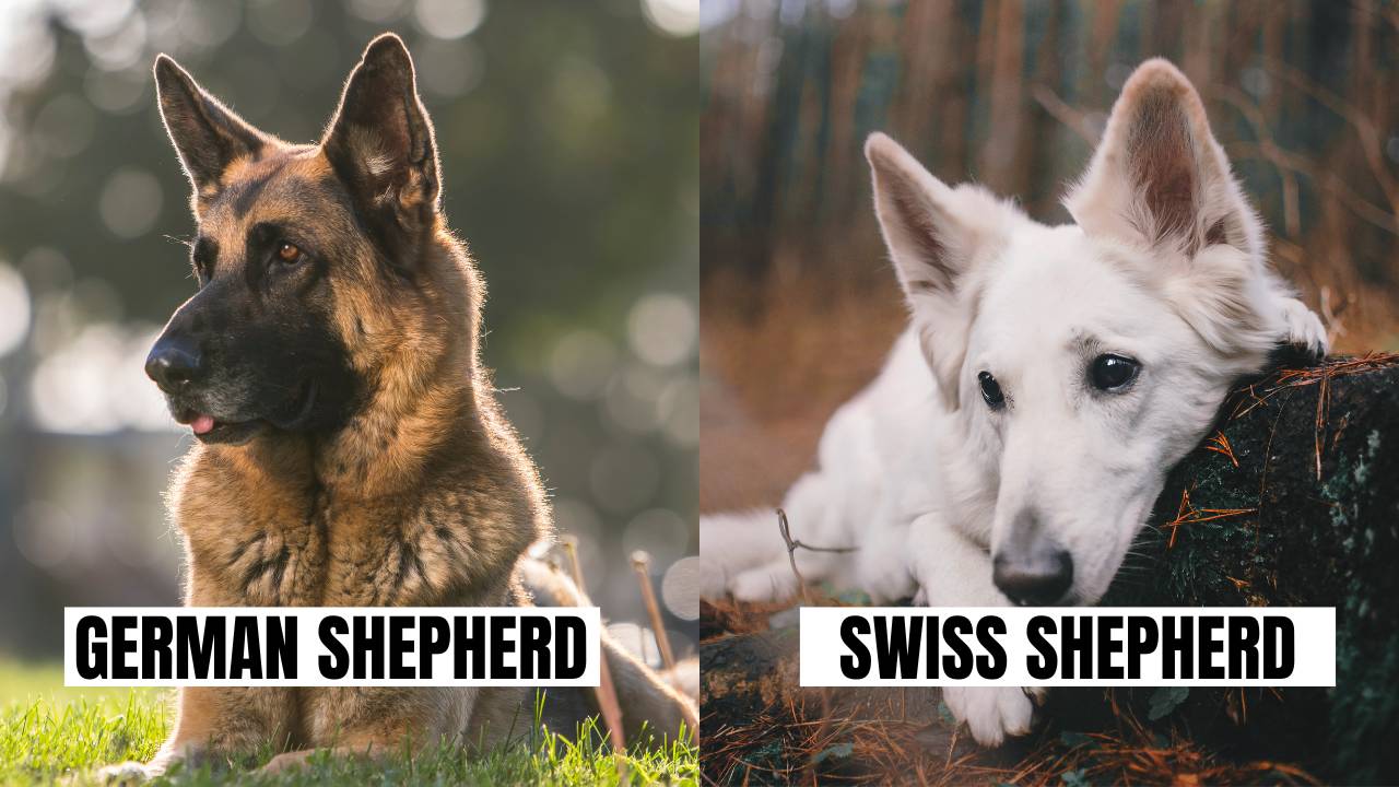 Similarity between German Shepherd and White Swiss Shepherd