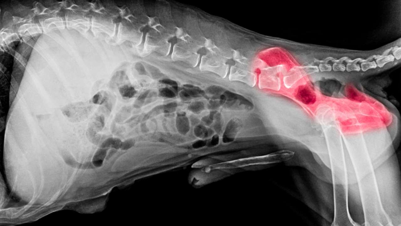 Hip dysplasia in German Shepherd dogs