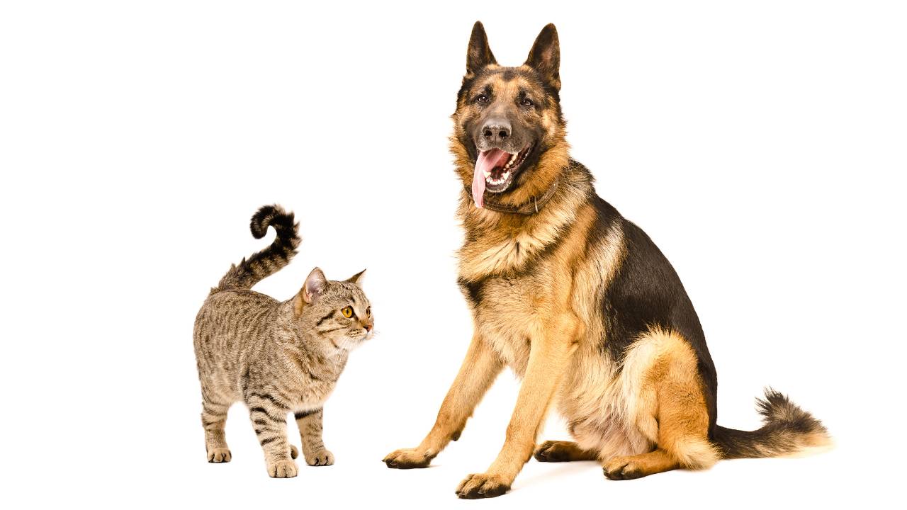 How do I get my German Shepherd to like my cat - GSD Colony