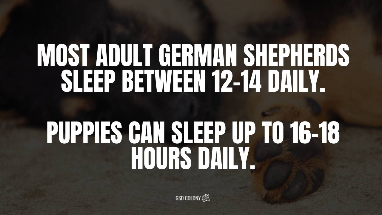 How long German Shepherds sleep - GSD Colony