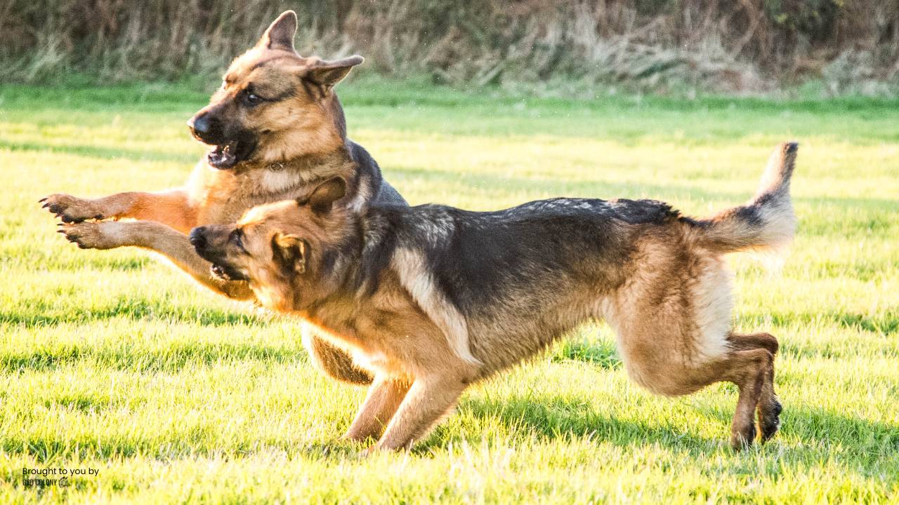 Hyper German Shepherd dogs