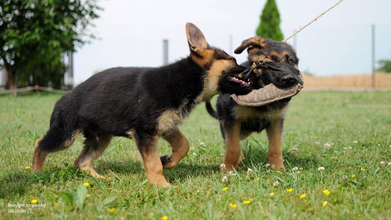 Indoor German Shepherd tug of war