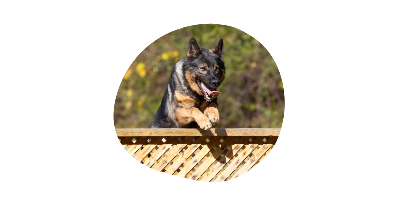 Jumping German Shepherd