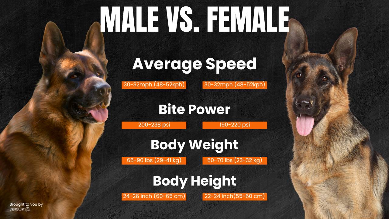 Male vs. female German Shepherd dog