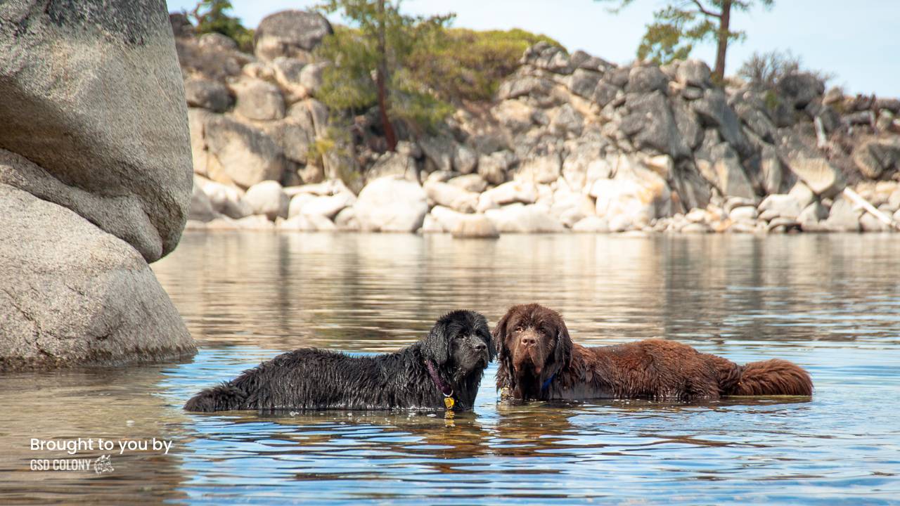 Newfoundland dog breed swimming webbed feet benefit - GSD Colony