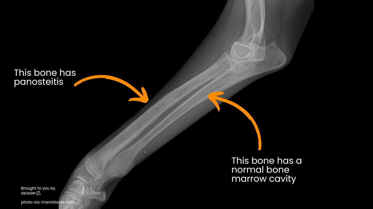 Panosteitis in German Shepherd dogs - GSD Colony