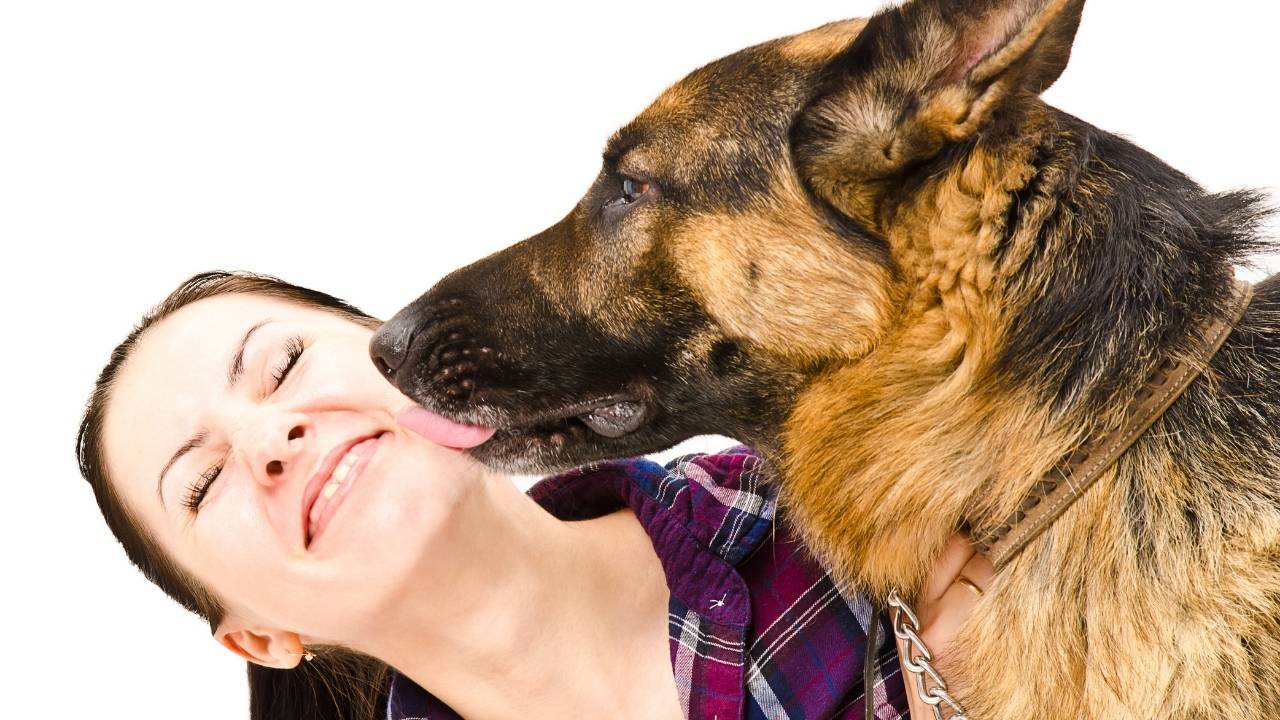 German Shepherd dog licking person