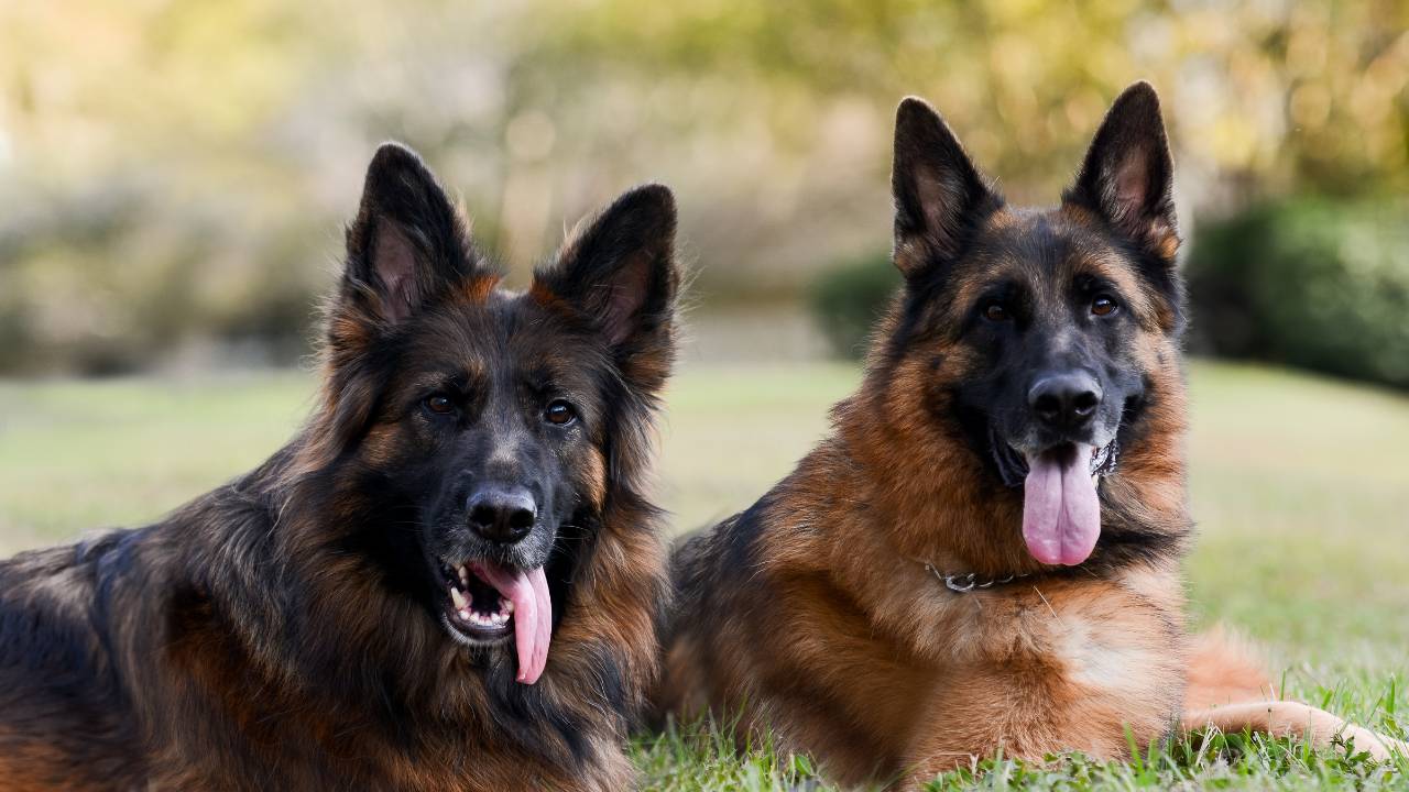 Socializing German Shepherd in group