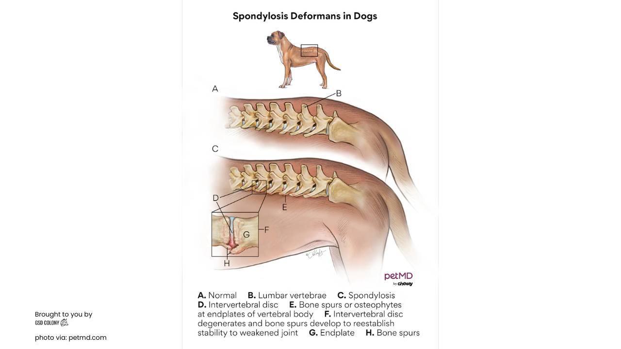 Spondylosis deformans in dogs in German Shepherds - GSD Colony