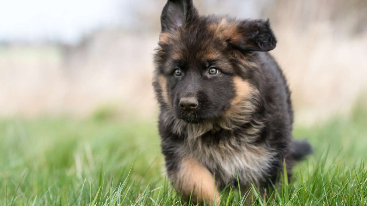 How To Socialize German Shepherd Dog? (Complete Guide) – GSD Colony
