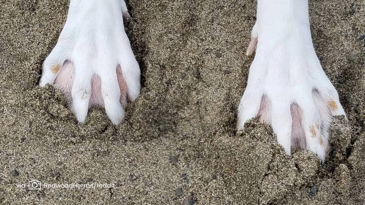 Webbed dog feet - GSD Colony