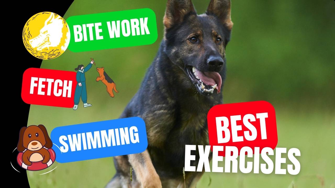 What is the best exercise for a German Shepherd - GSD Colony