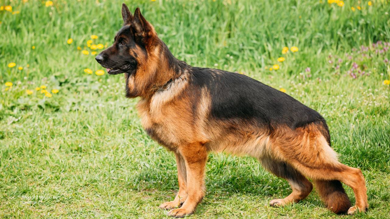 Why do German Shepherds have low back legs - GSD Colony